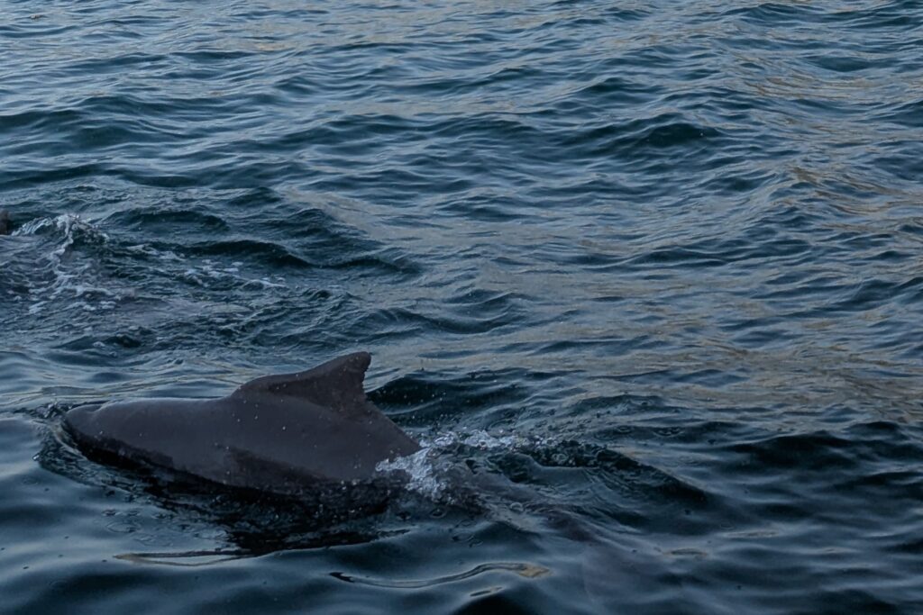 Delfines en musandam