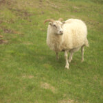 Área de Krafla, Myvatn