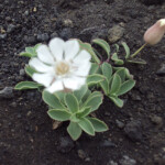 Área de Krafla, Myvatn