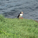 Fiordos del este, Islandia